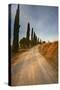 Tuscan Cypress Lined Back Road-Terry Eggers-Stretched Canvas