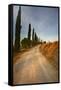 Tuscan Cypress Lined Back Road-Terry Eggers-Framed Stretched Canvas