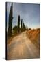 Tuscan Cypress Lined Back Road-Terry Eggers-Stretched Canvas