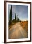 Tuscan Cypress Lined Back Road-Terry Eggers-Framed Photographic Print