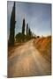 Tuscan Cypress Lined Back Road-Terry Eggers-Mounted Photographic Print