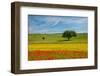 Tuscan field-Marco Carmassi-Framed Photographic Print