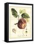 Tuscan Fruits I-Vision Studio-Framed Stretched Canvas