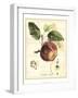 Tuscan Fruits I-Vision Studio-Framed Art Print