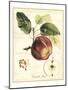 Tuscan Fruits I-Vision Studio-Mounted Art Print