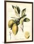 Tuscan Fruits II-Vision Studio-Framed Art Print