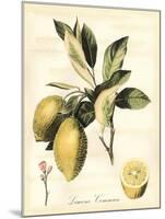 Tuscan Fruits II-Vision Studio-Mounted Art Print