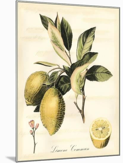 Tuscan Fruits II-Vision Studio-Mounted Art Print