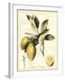 Tuscan Fruits II-Vision Studio-Framed Art Print