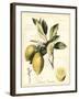 Tuscan Fruits II-Vision Studio-Framed Art Print