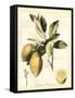 Tuscan Fruits II-Vision Studio-Framed Stretched Canvas