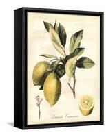 Tuscan Fruits II-Vision Studio-Framed Stretched Canvas