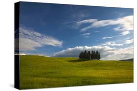 Tuscan Hill Side Cypress Tree Grouping, Italy-Terry Eggers-Stretched Canvas