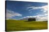Tuscan Hill Side Cypress Tree Grouping, Italy-Terry Eggers-Stretched Canvas