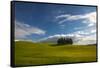 Tuscan Hill Side Cypress Tree Grouping, Italy-Terry Eggers-Framed Stretched Canvas