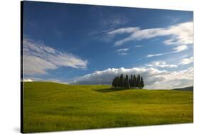 Tuscan Hill Side Cypress Tree Grouping, Italy-Terry Eggers-Stretched Canvas