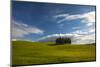 Tuscan Hill Side Cypress Tree Grouping, Italy-Terry Eggers-Mounted Photographic Print