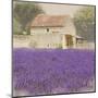 Tuscan Lavender-Bret Staehling-Mounted Art Print