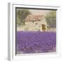 Tuscan Lavender-Bret Staehling-Framed Art Print