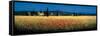 Tuscan Panorama, Poppies-David Short-Framed Stretched Canvas