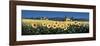 Tuscan Panorama, Sunflowers-David Short-Framed Giclee Print