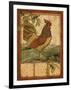 Tuscan Rooster II-Paul Brent-Framed Art Print