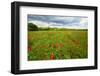 Tuscan Spring Meadow with Poppies-George Oze-Framed Photographic Print