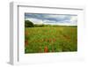 Tuscan Spring Meadow with Poppies-George Oze-Framed Photographic Print