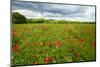 Tuscan Spring Meadow with Poppies-George Oze-Mounted Photographic Print