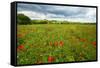 Tuscan Spring Meadow with Poppies-George Oze-Framed Stretched Canvas