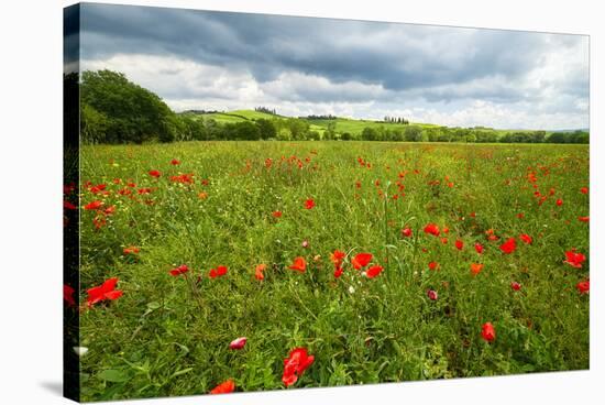 Tuscan Spring Meadow with Poppies-George Oze-Stretched Canvas