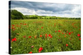 Tuscan Spring Meadow with Poppies-George Oze-Stretched Canvas