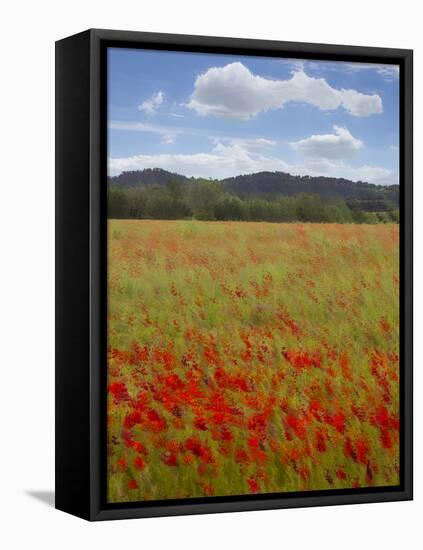 Tuscan Summer-Doug Chinnery-Framed Stretched Canvas