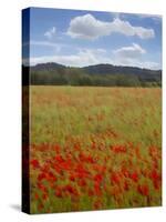 Tuscan Summer-Doug Chinnery-Stretched Canvas