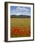 Tuscan Summer-Doug Chinnery-Framed Photographic Print