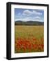 Tuscan Summer-Doug Chinnery-Framed Photographic Print