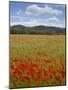 Tuscan Summer-Doug Chinnery-Mounted Photographic Print