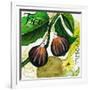 Tuscan Sun Figs-Jennifer Garant-Framed Giclee Print