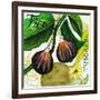 Tuscan Sun Figs-Jennifer Garant-Framed Giclee Print