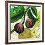 Tuscan Sun Figs-Jennifer Garant-Framed Giclee Print