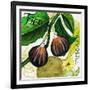 Tuscan Sun Figs-Jennifer Garant-Framed Giclee Print