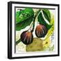 Tuscan Sun Figs-Jennifer Garant-Framed Giclee Print