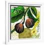 Tuscan Sun Figs-Jennifer Garant-Framed Giclee Print