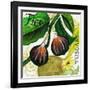 Tuscan Sun Figs-Jennifer Garant-Framed Giclee Print