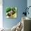 Tuscan Sun Figs-Jennifer Garant-Stretched Canvas displayed on a wall