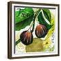 Tuscan Sun Figs-Jennifer Garant-Framed Giclee Print