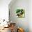 Tuscan Sun Figs-Jennifer Garant-Mounted Giclee Print displayed on a wall