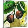 Tuscan Sun Figs-Jennifer Garant-Mounted Giclee Print