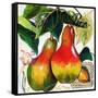 Tuscan Sun Pears-Jennifer Garant-Framed Stretched Canvas