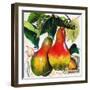 Tuscan Sun Pears-Jennifer Garant-Framed Giclee Print